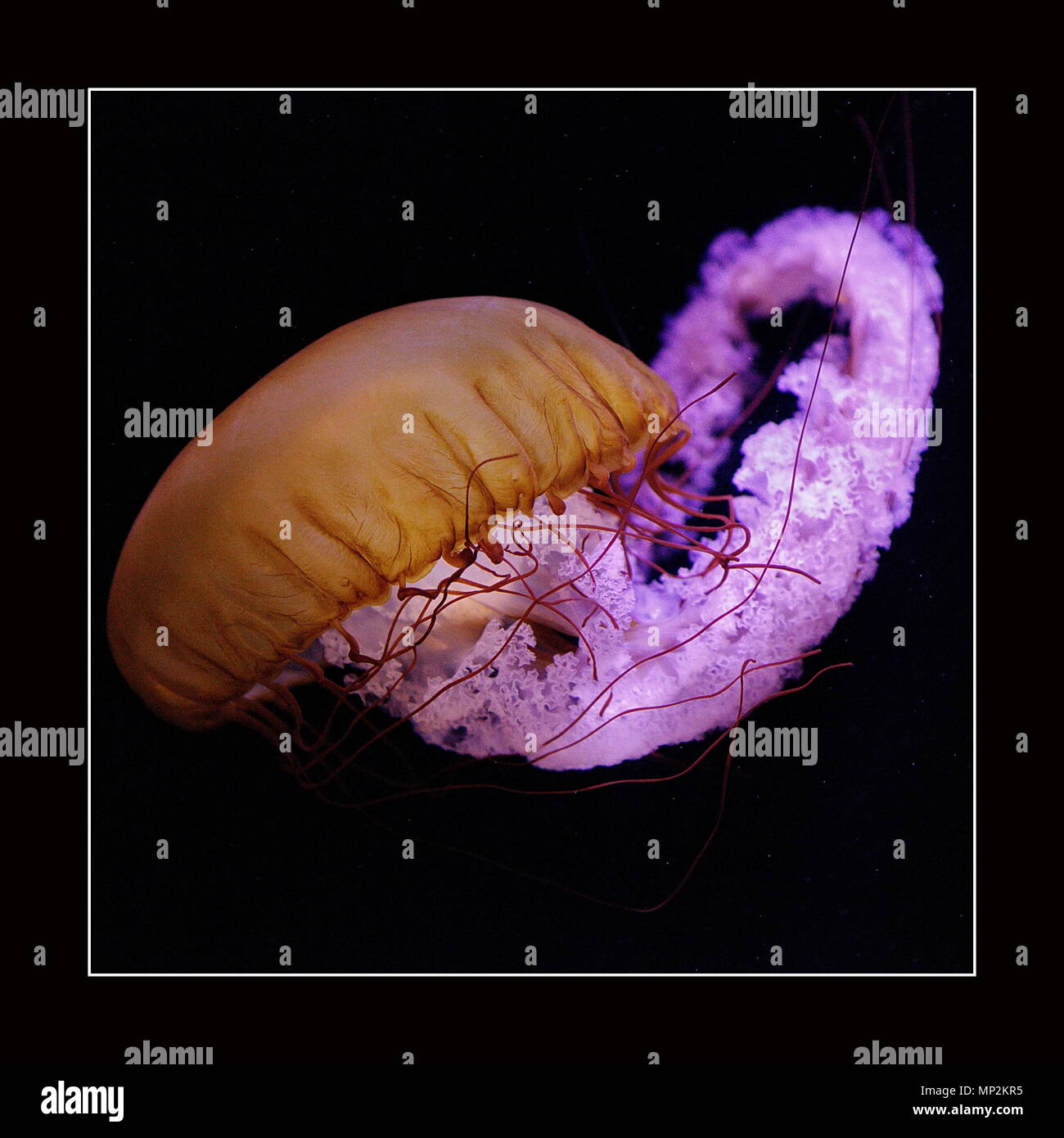 Jellyfish Nassau Bahamas Stock Photo