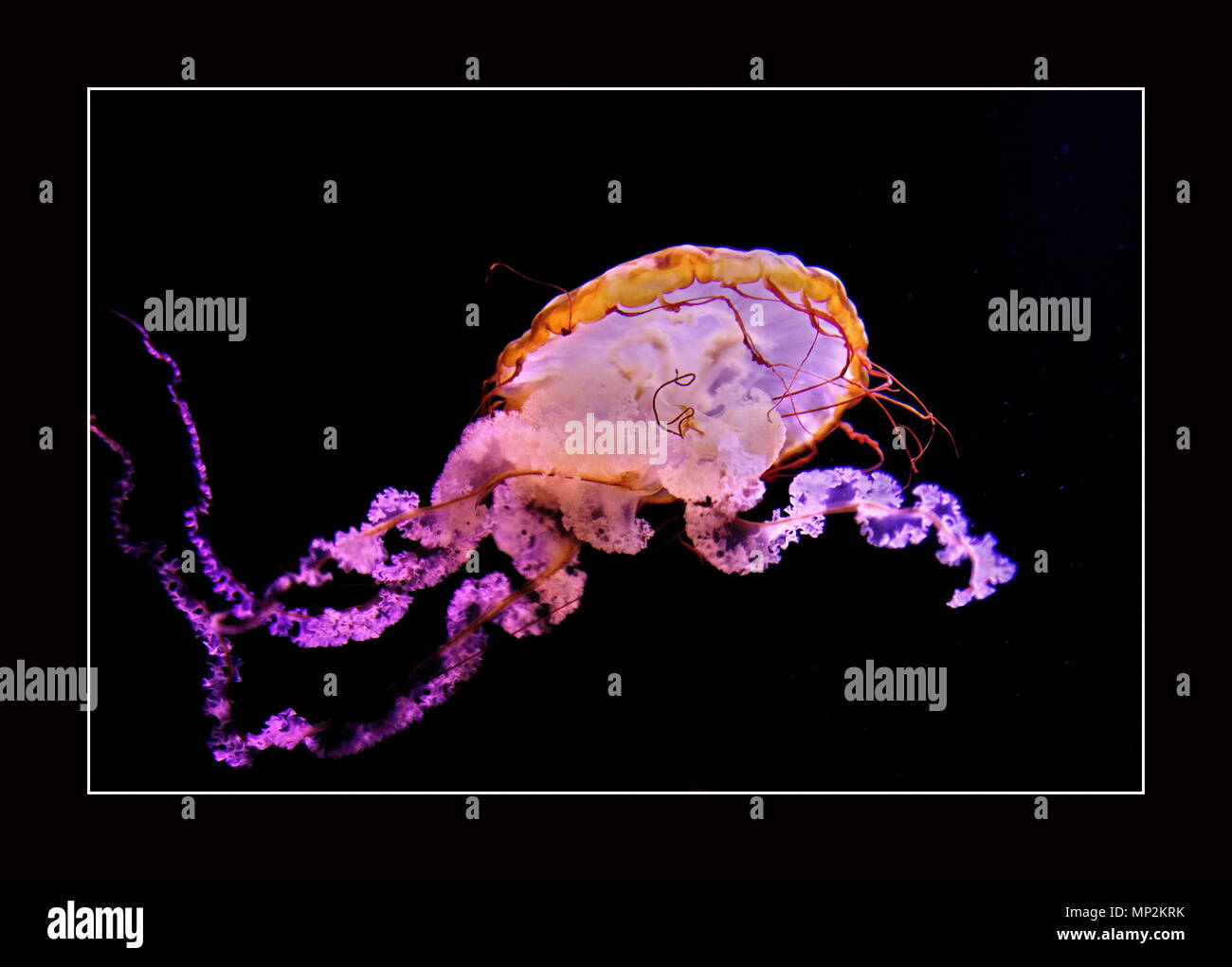 Jellyfish Nassau Bahamas Stock Photo Alamy