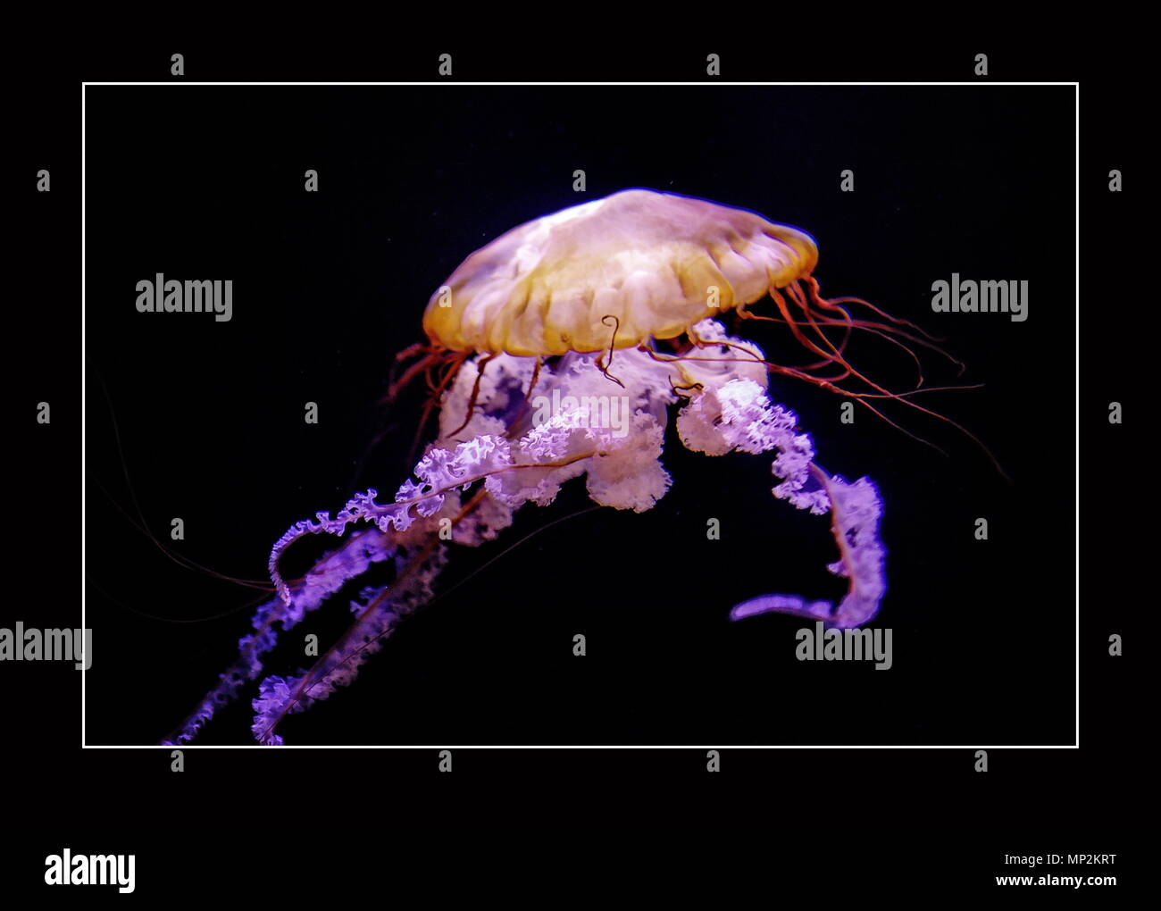 Jellyfish Nassau Bahamas Stock Photo Alamy