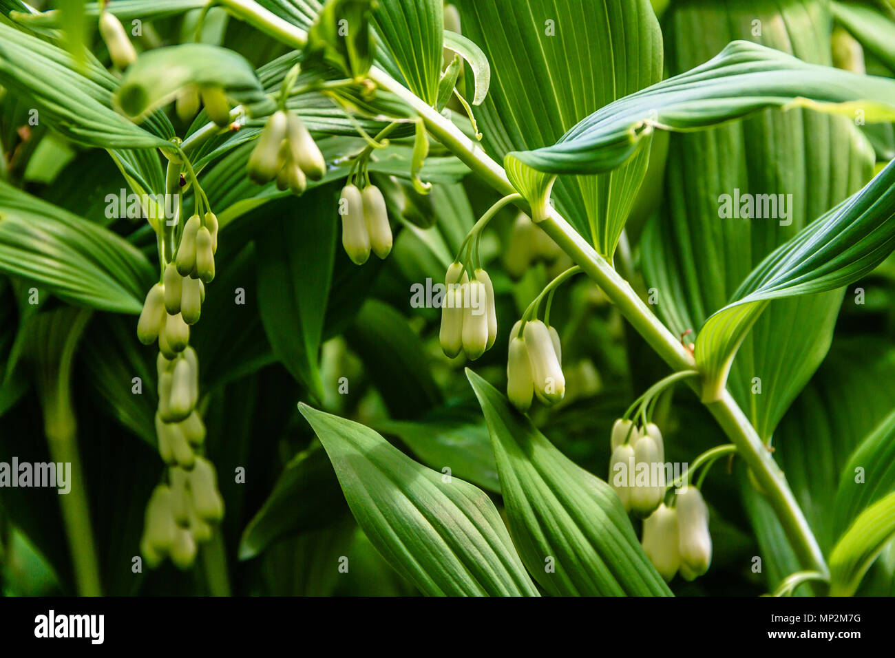 Polygonatum or Common Solomon's Seal, a traditional cottage garden plant with white bells and broad green leaves. Northumberland, UK. May 2018. Stock Photo