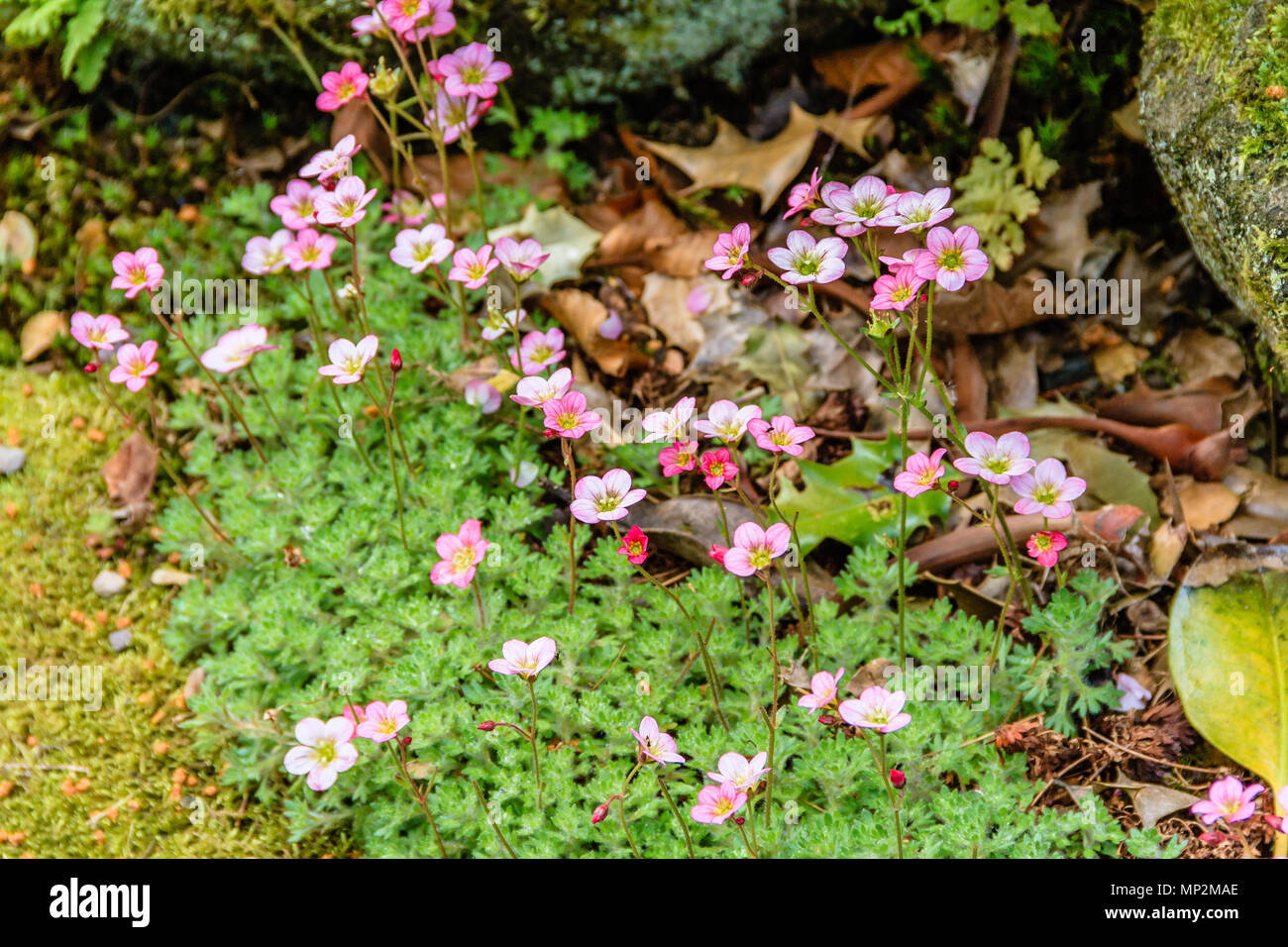 Saxifraga saxifrage alpine rockery plant with small pink flowers, growing in Northumberland, UK. May 2018. Stock Photo