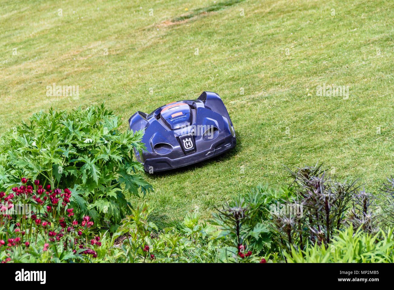 Husquarvna robot lawn mower on a sloping mowed lawn by a flower border, May 2018. Stock Photo