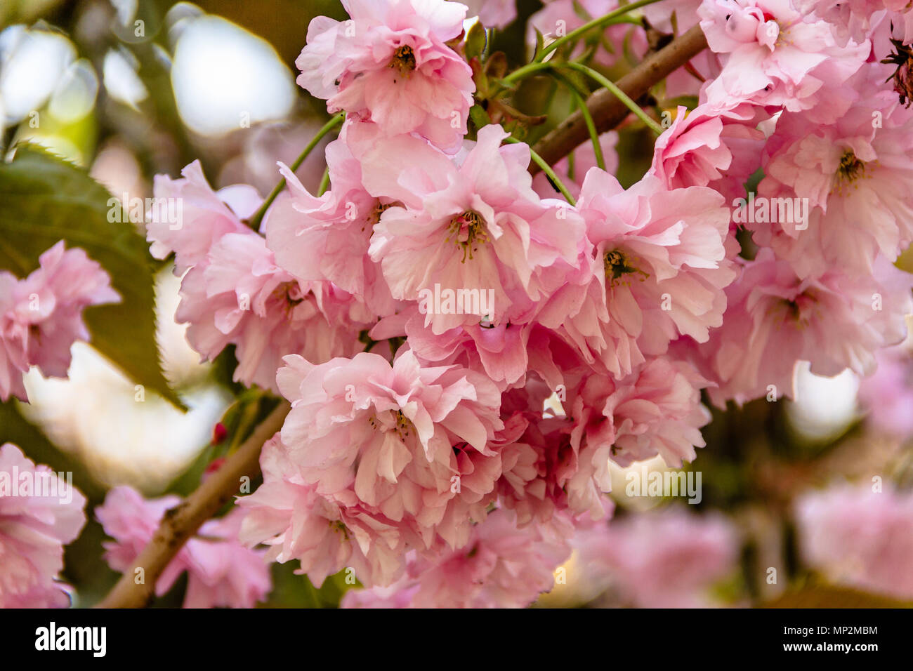 Flowering cherry tree blossom, May 2018 Stock Photo Alamy