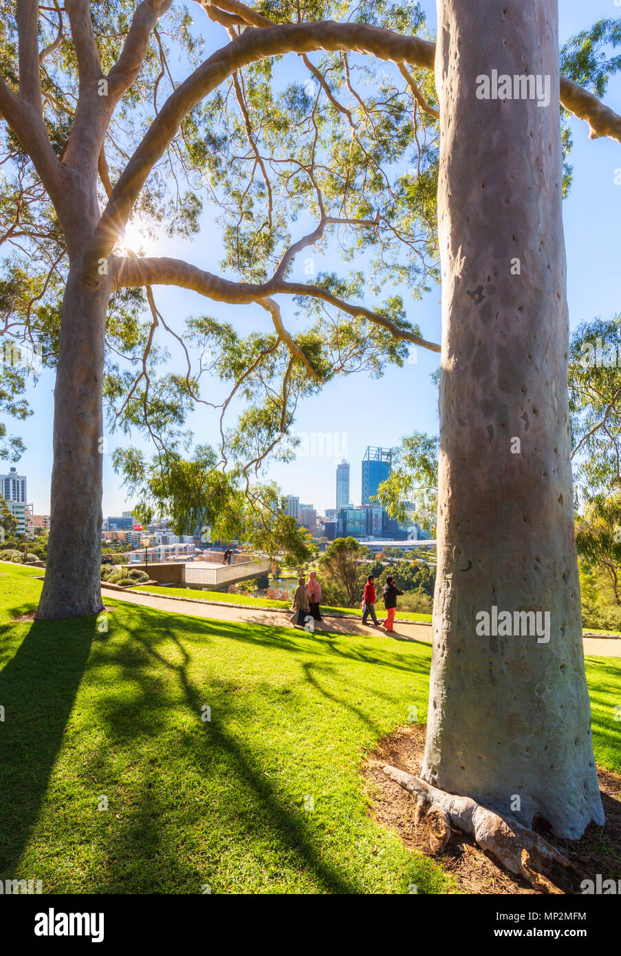 Lemon scented gum trees (Corymbia citriodora) lining Fraser Evenue in Kings Park. With Perth city and the Swan River in the distance. Perth Stock Photo
