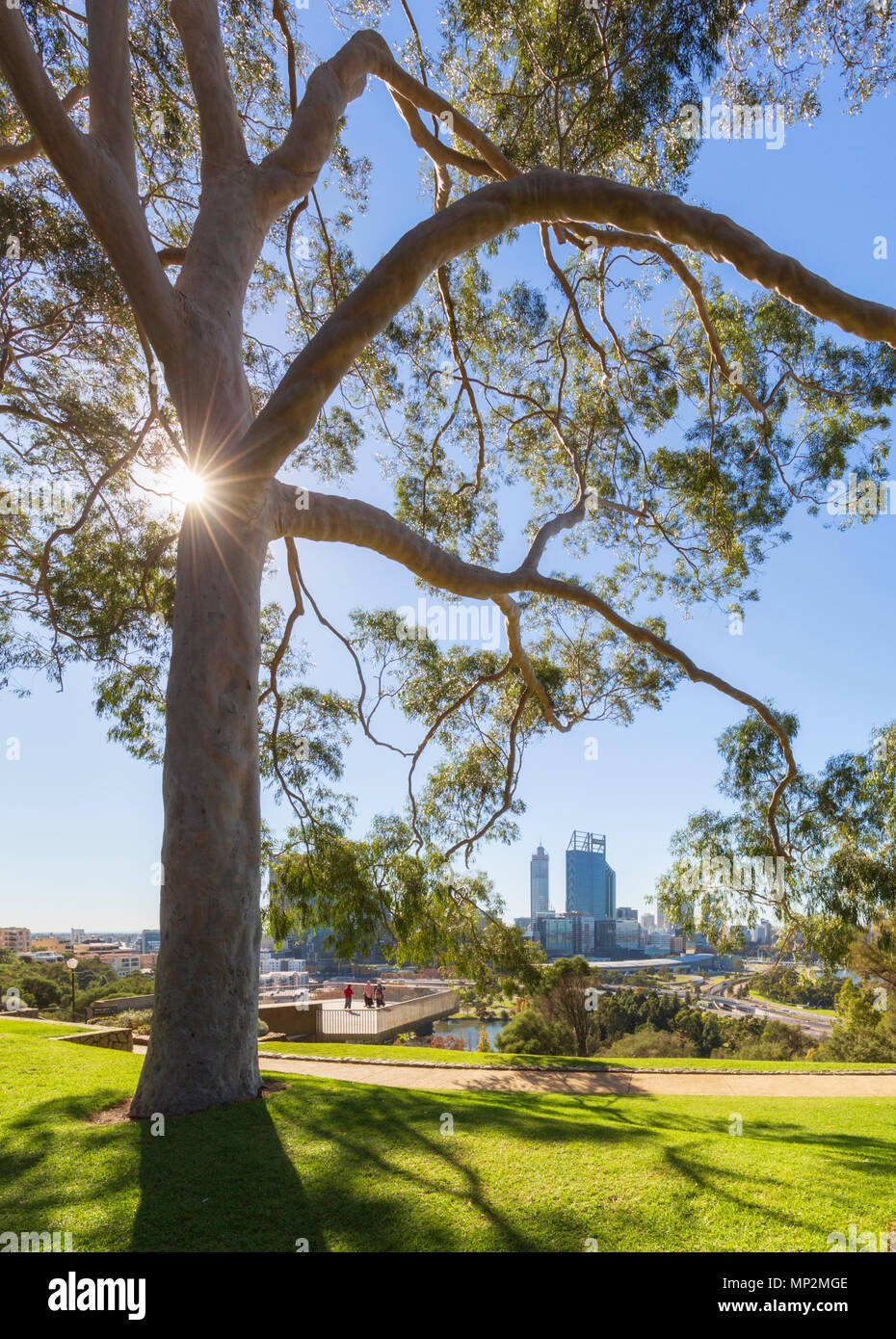 Lemon scented gum trees (Corymbia citriodora) lining Fraser Evenue in Kings Park. With Perth city and the Swan River in the distance. Perth, Australia Stock Photo
