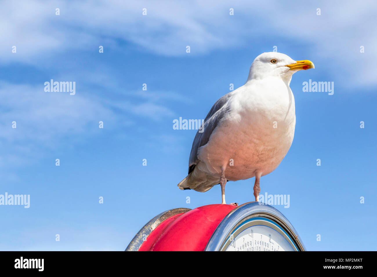 Lesser black-backed gull perched on top of a vintage weighing scales on Llandudno Pier, a poplur seaside venue in North Wales, United Kingdom. Stock Photo