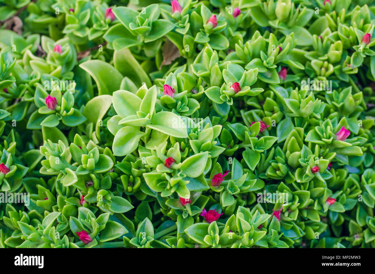 Green Leaf Texture Tiny Green Leaves With Pink Flowers Background The Natural Texture Of The Grass Stock Photo Alamy