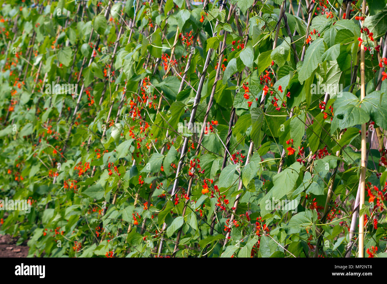 Abundant red blossom on a row of runner bean plants. Shallow depth of field. Stock Photo