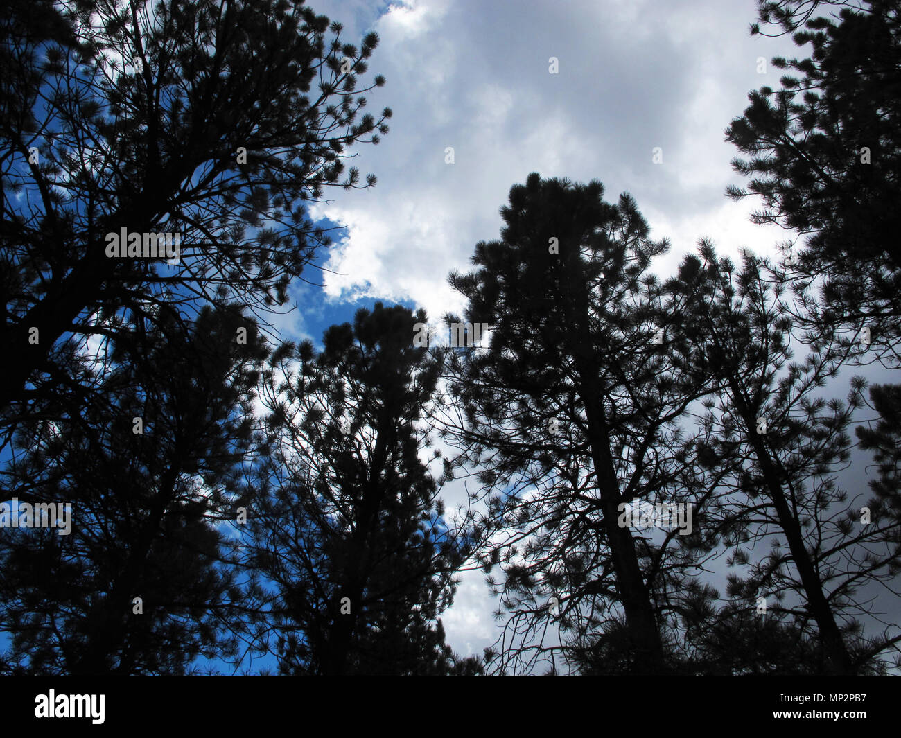 Ponderosa Pine Trees Patiently Awaiting the Possible Rain from the Developing Gray Clouds Stock Photo