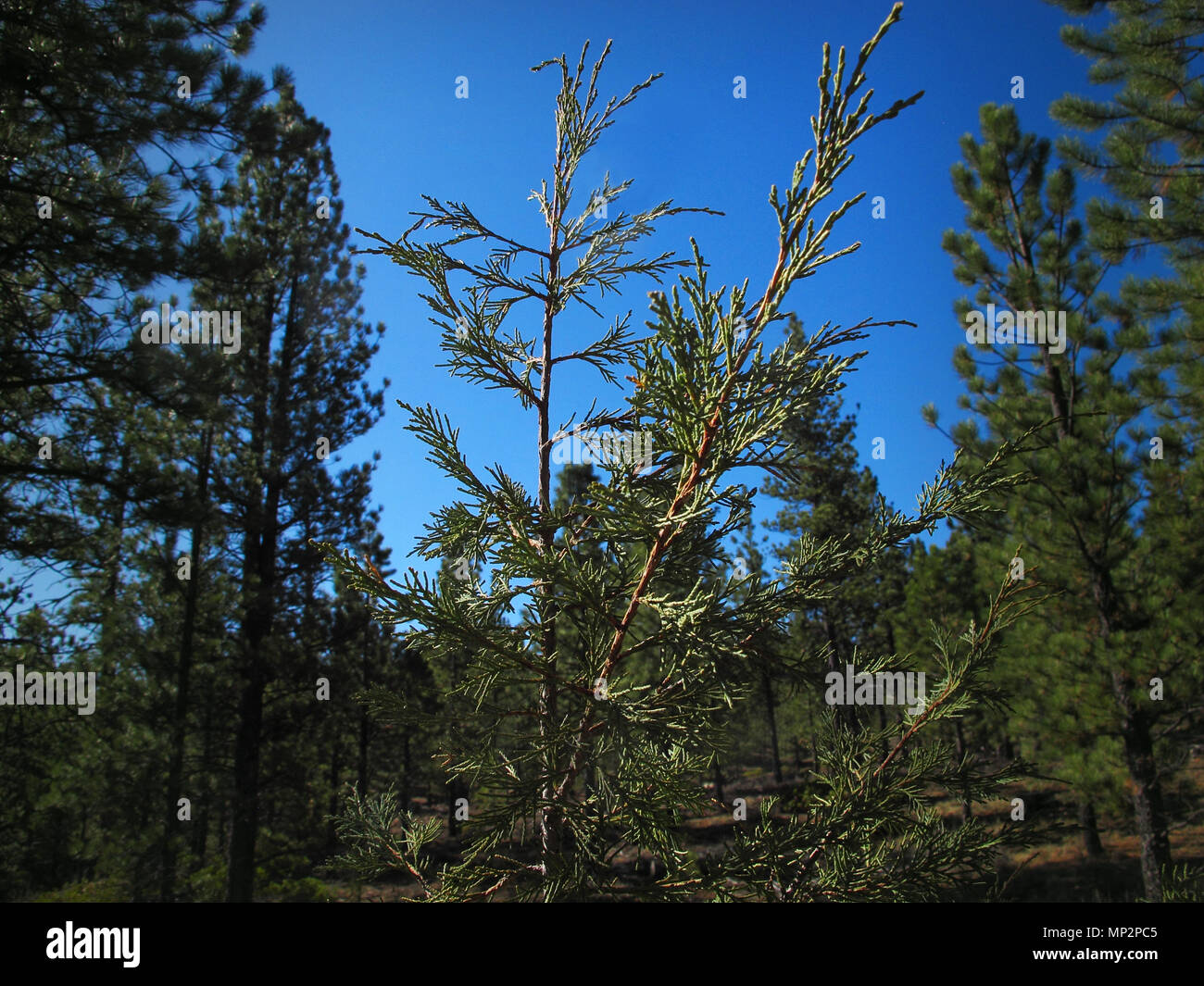 Cedar Sapling Surrounded by Ponderosa Pines of a Southern Utah Mountain Forest and a Background of Blue Sky Stock Photo