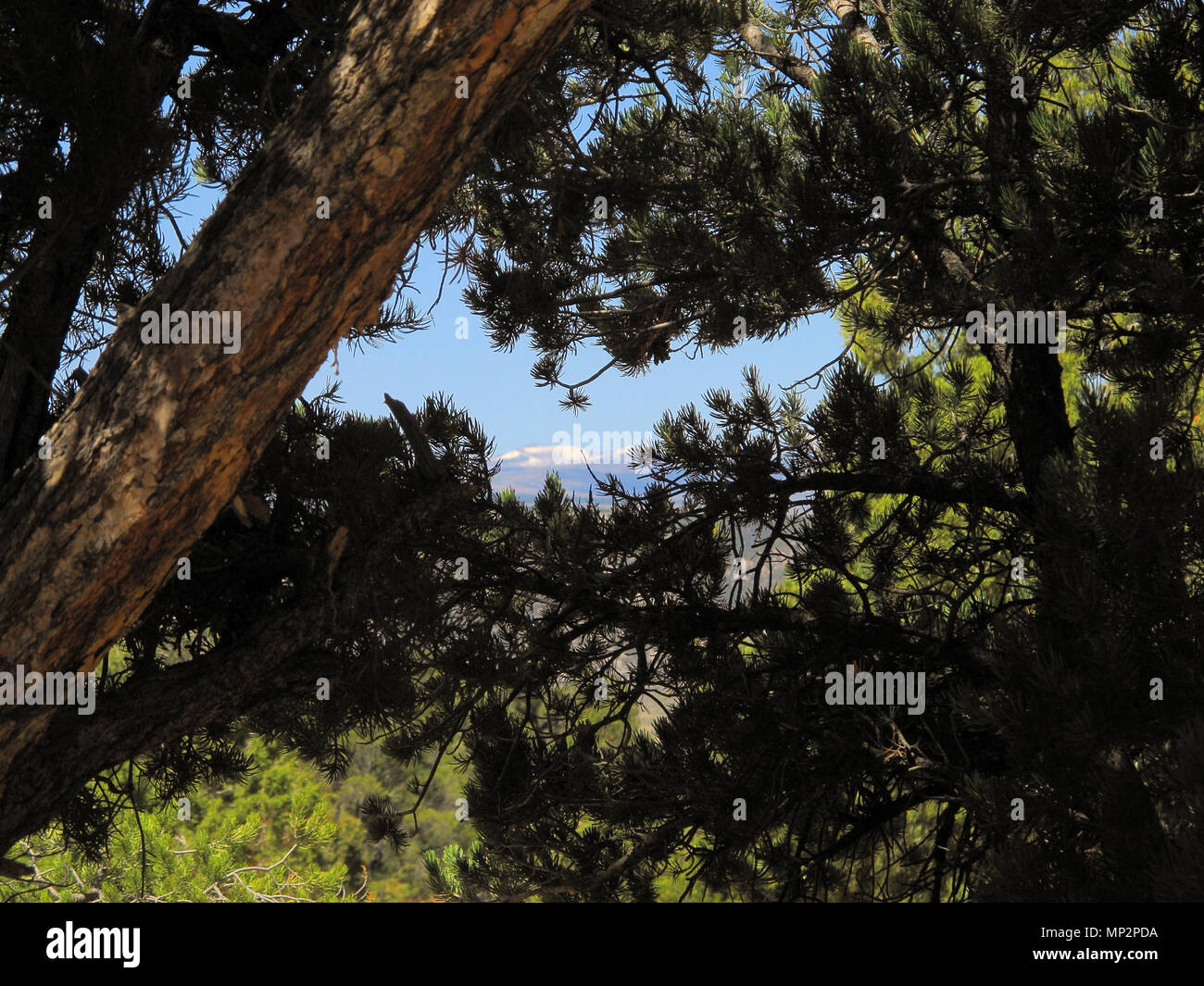 Ponderosa Pine Tree Branches with Snow Topped Mountain Range in Background Stock Photo