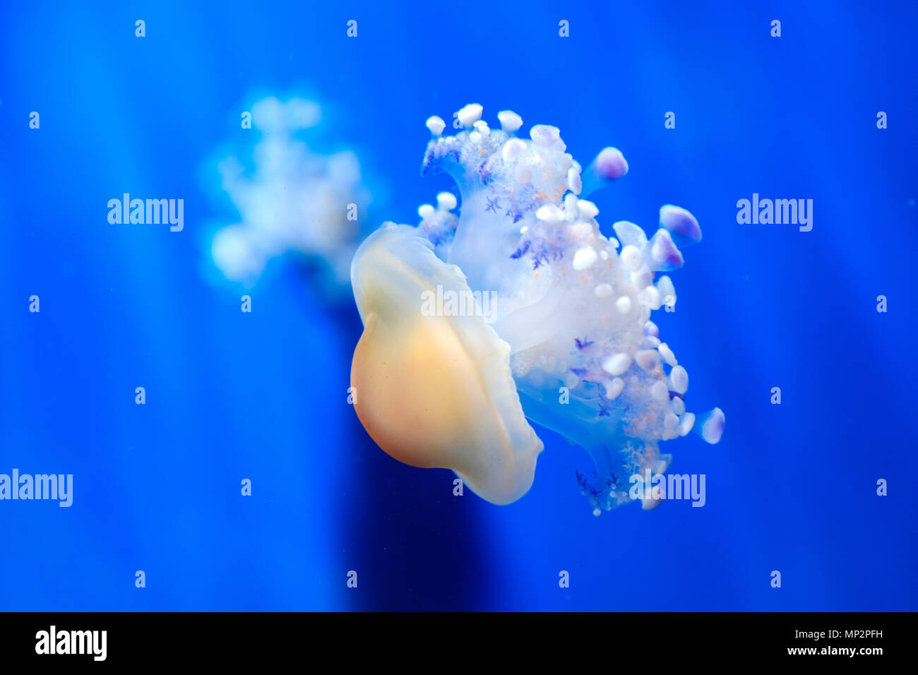 mediterranean jelly fried egg jellyfish cotiloriza little jellies medusa deep blue underwater background Stock Photo