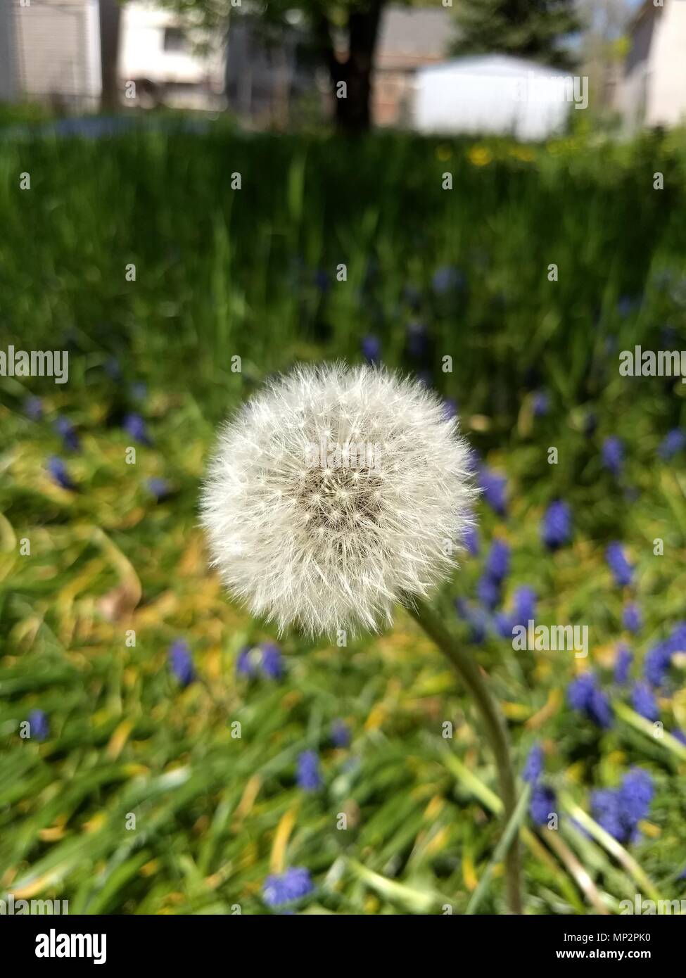 Spring Dandelion Blossom Gone to Seed in Blurred Field of Hyacinth Background Stock Photo