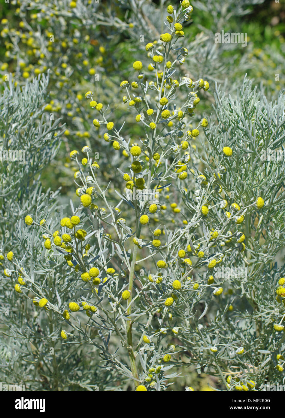 the flowering plant of Artemisia caerulescens, the Bluish-leaved Wormwood or Bluish mugwort, family Asteraceae Stock Photo