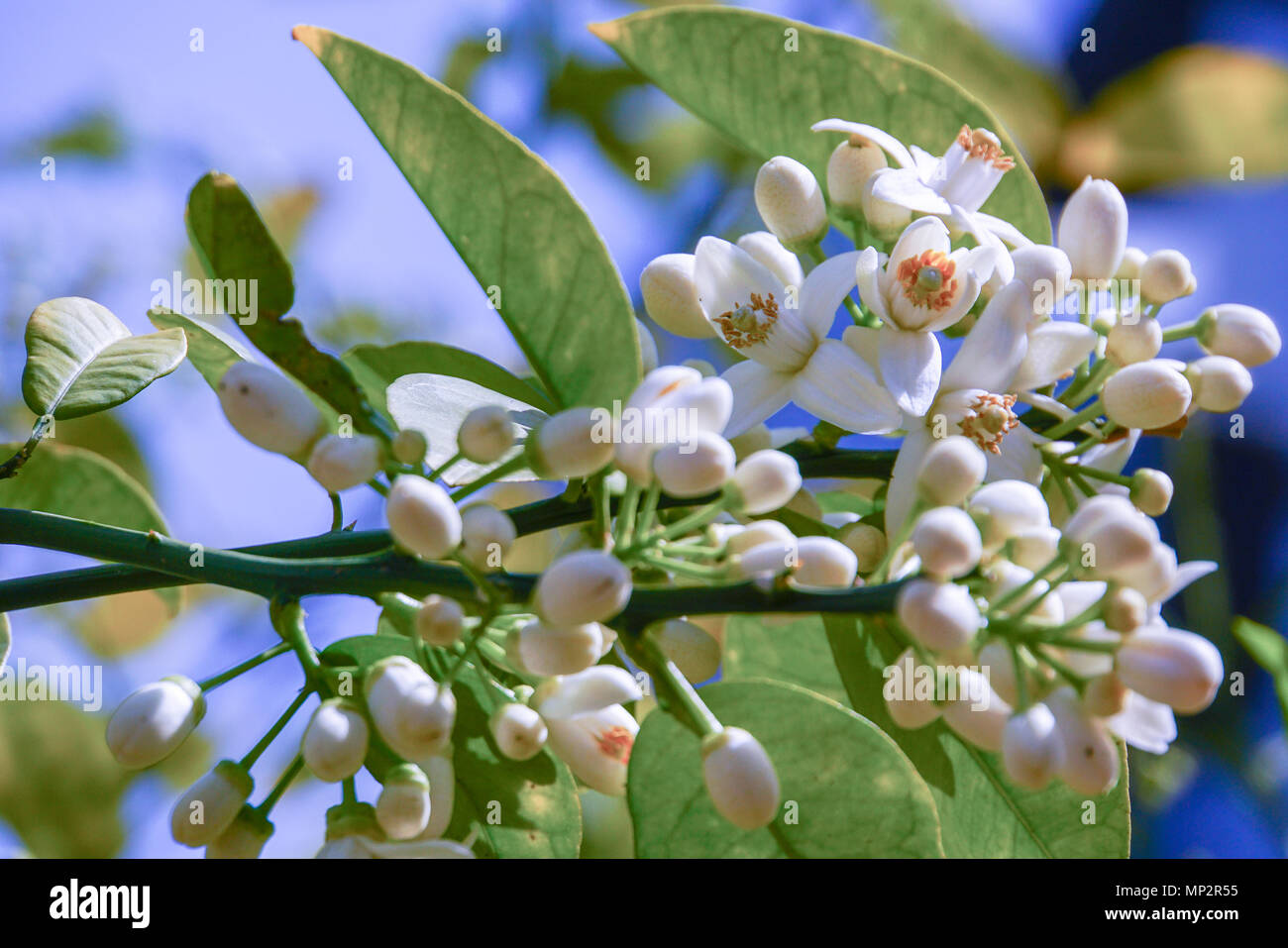 Orange blossom on tree in hires stock photography and images Alamy