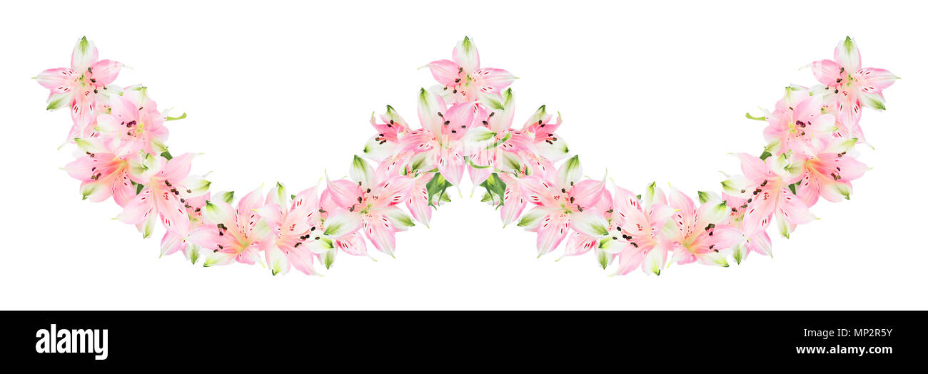 Border of pink Alstroemeria flowers isolated on white background Stock Photo