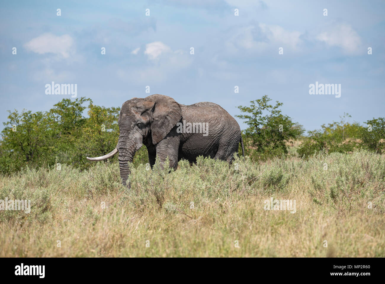 A large elephant bull with just one tusk feeding in amongst some wild sage Stock Photo