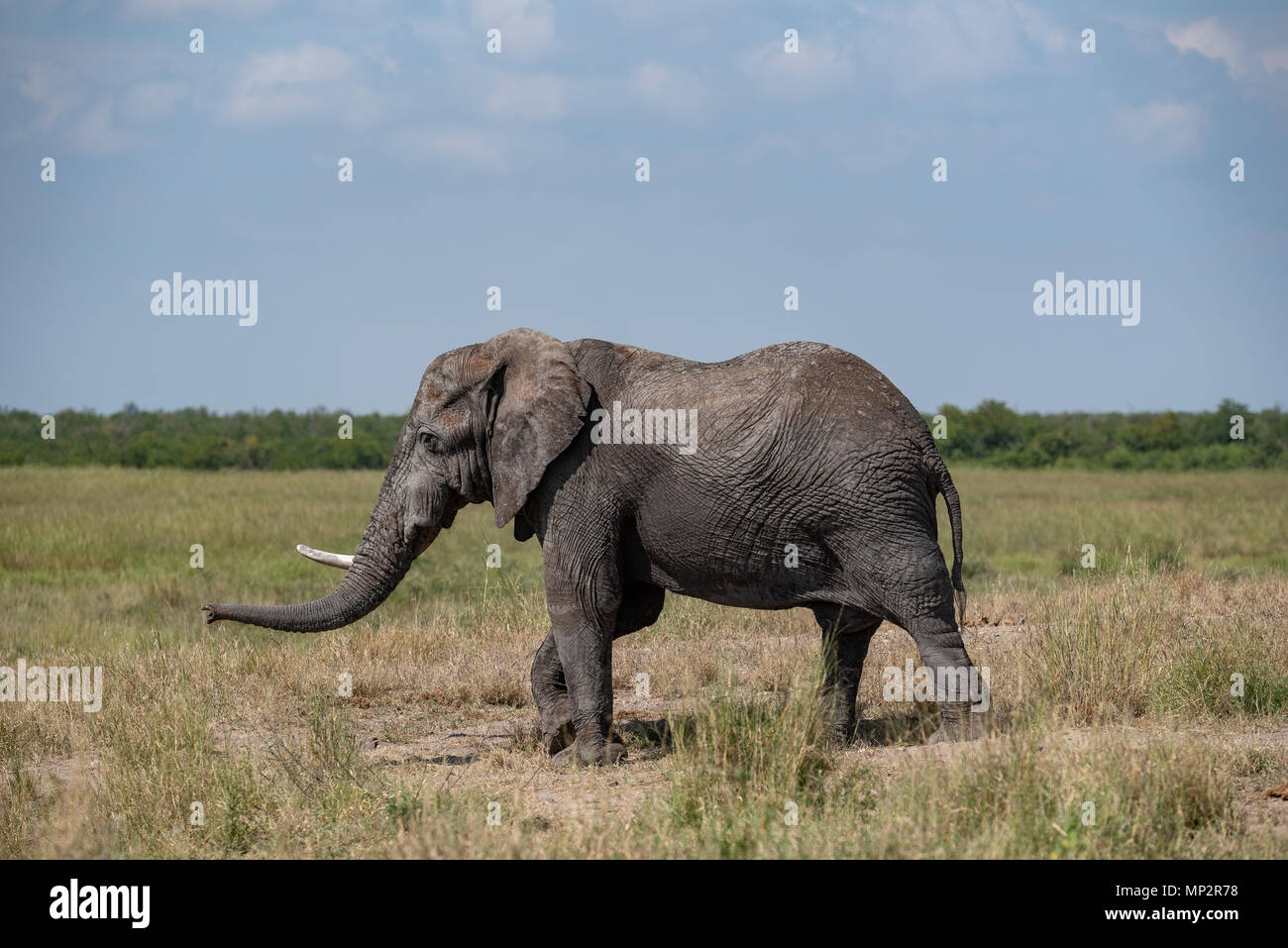 A large male elephant with just one tusk walking through grassland Stock Photo