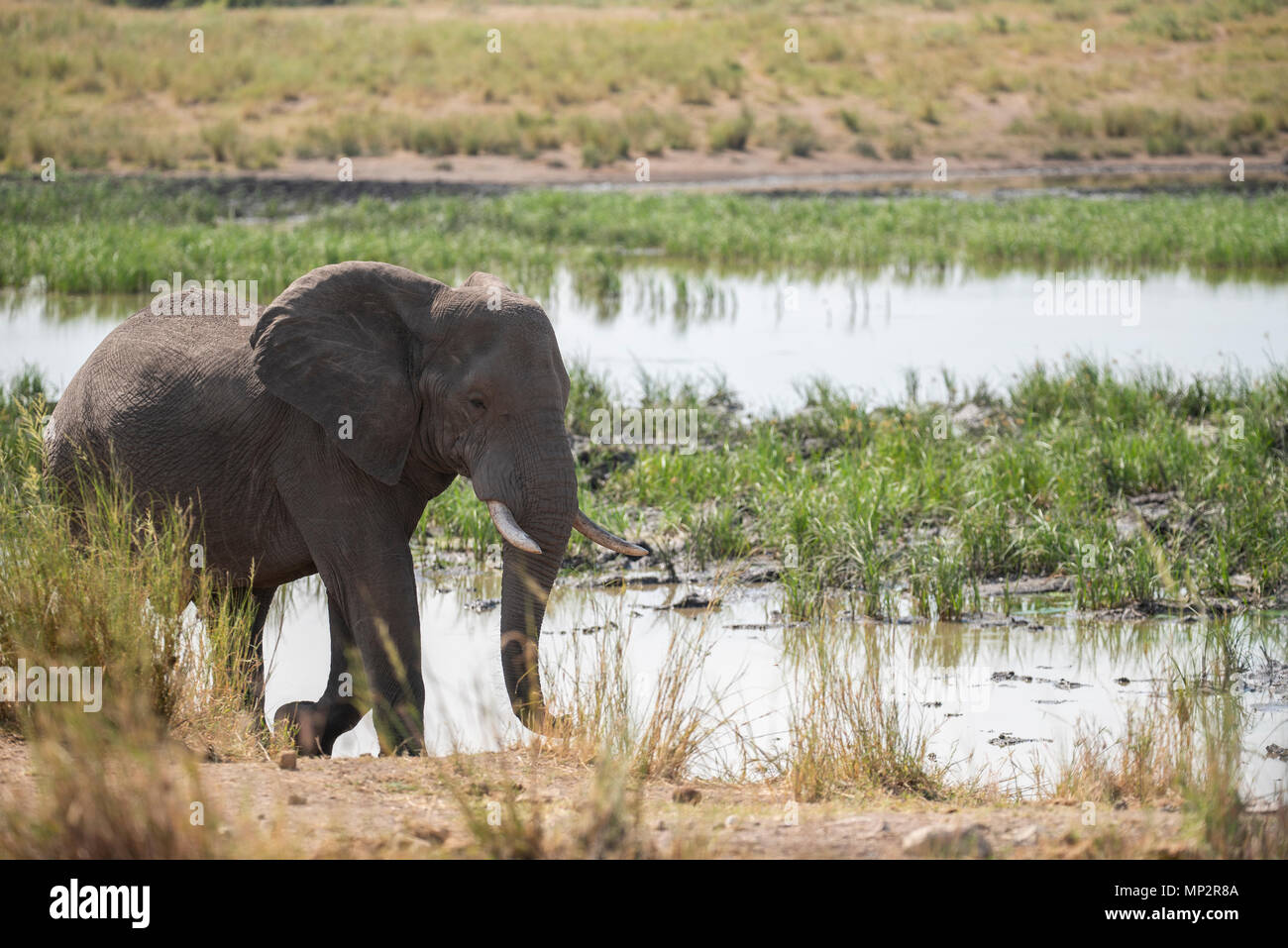 An elephant bull walking alongside a pan of water Stock Photo