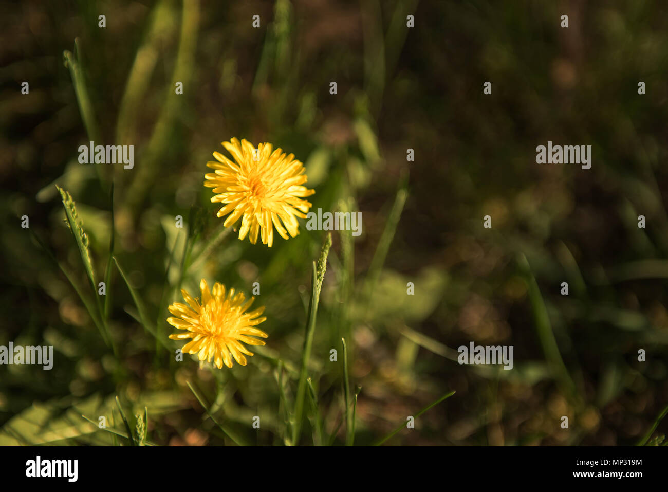 Floral summer or spring background with golden yellow blooming dandelions at foreground and beautiful green and brown bokeh at background. Selective f Stock Photo