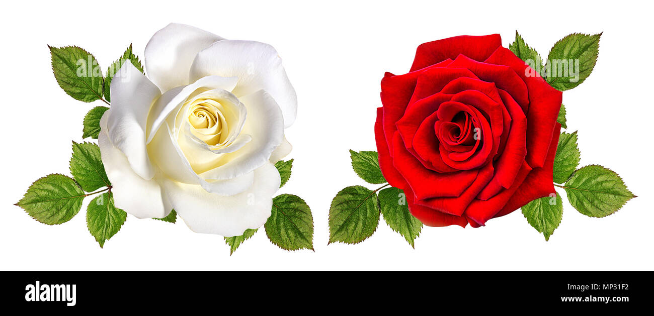 rose isolated on white background Stock Photo - Alamy