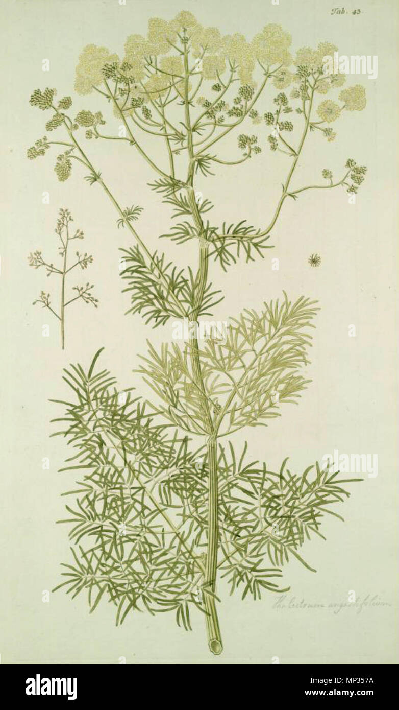 . Illustration of Thalictrum lucidum . 1776. Nikolaus Joseph Jacquin (1727-1817) 1167 Thalictrum lucidum Stock Photo