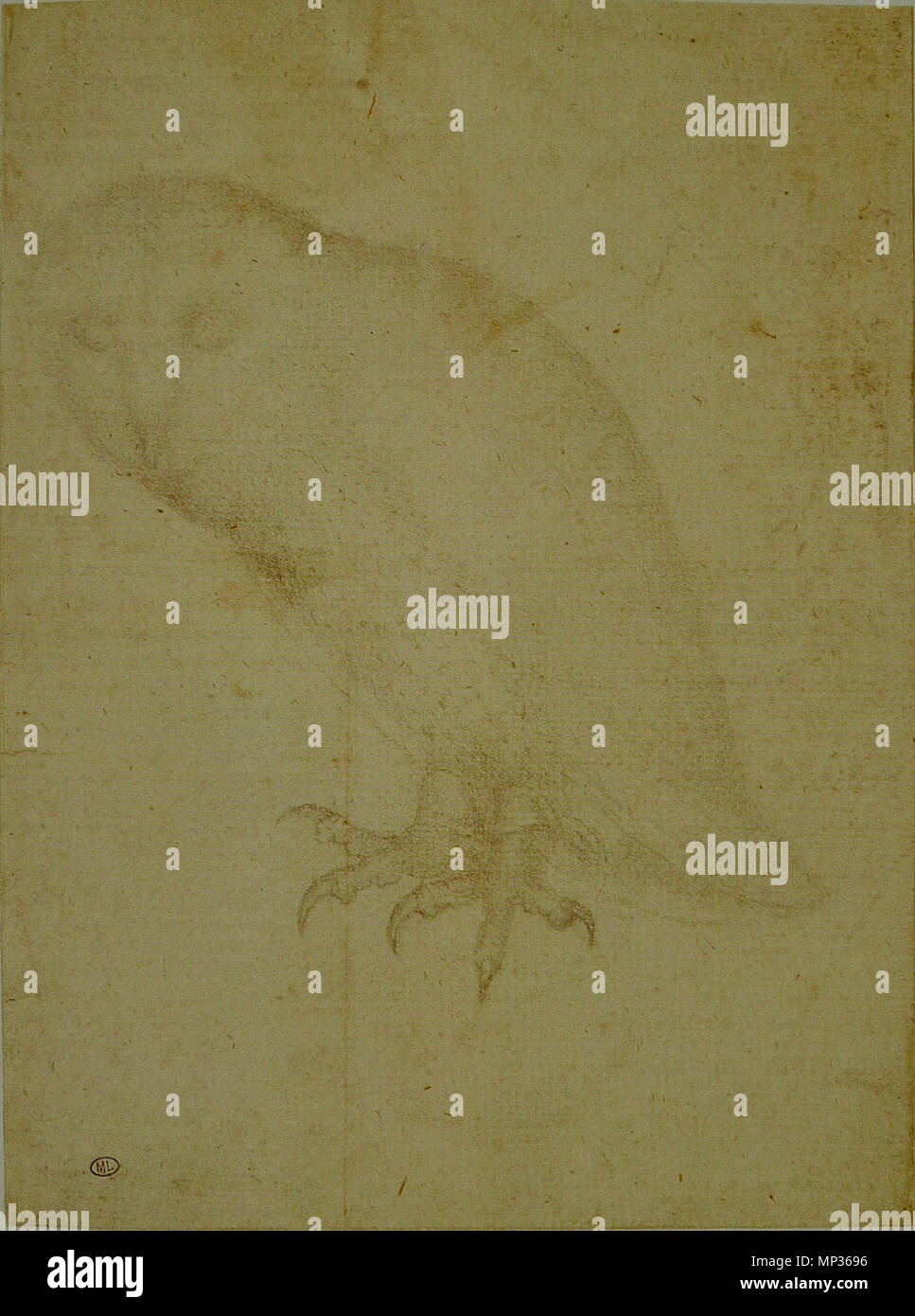 Français : Chouette effraie perchée, de trois quarts vers la gauche   15th century.   1006 Pisanello - Codex Vallardi 2506 Stock Photo