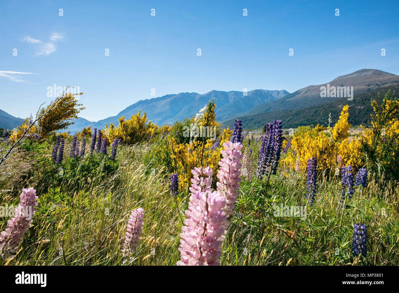 wildflowers in New Zealand Meadow Stock Photo