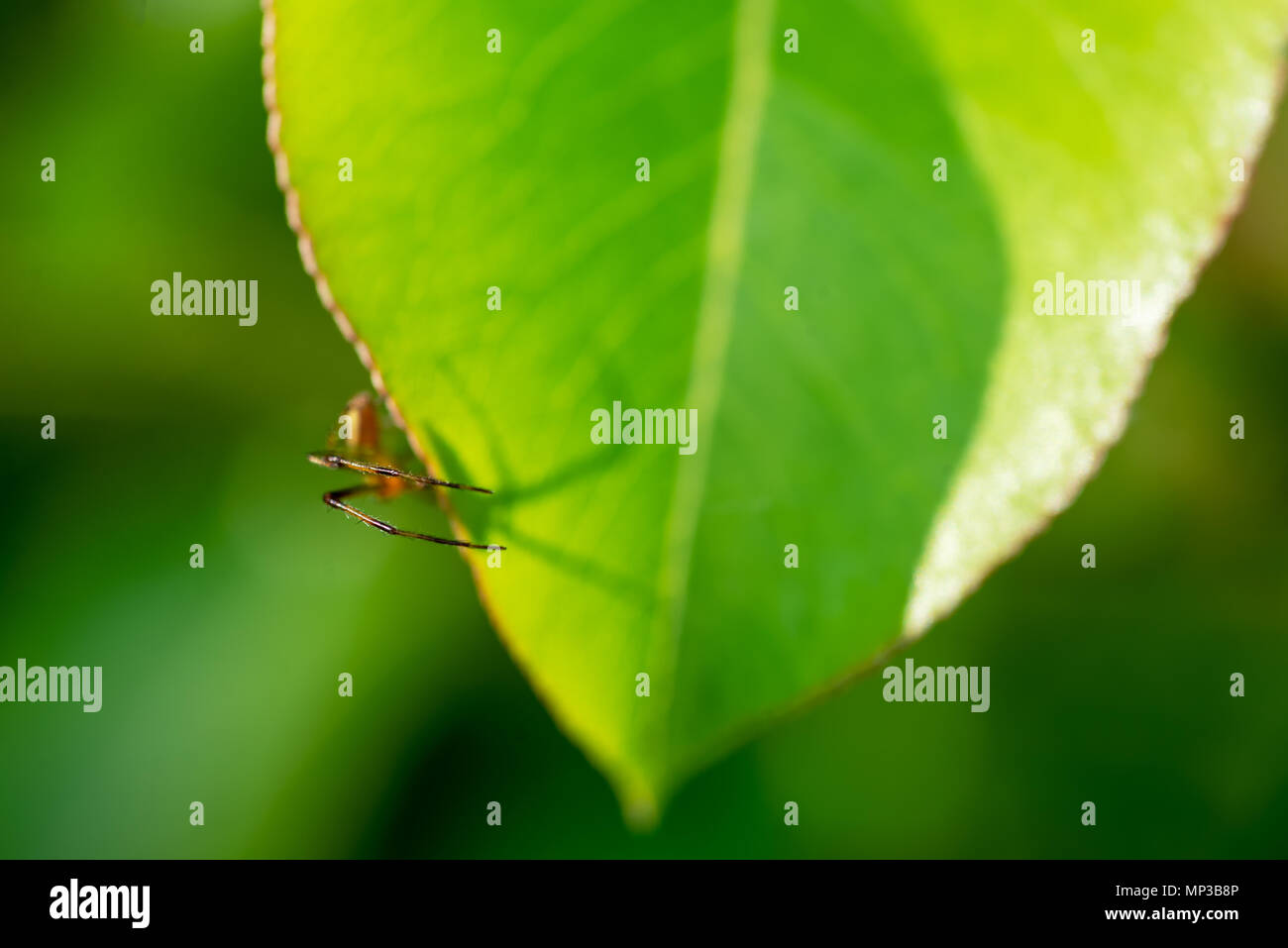 A spider on a green leaf - symbolizes arachnophobia. Stock Photo