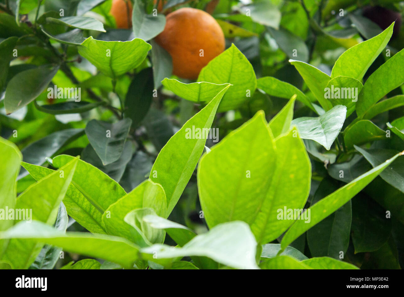Orange tree leaves Stock Photo Alamy