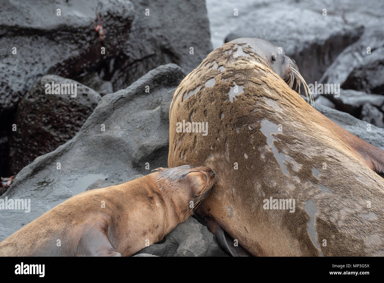 Sea lions, San Cristobal Island, Galapagos Islands, Ecuador. Stock Photo