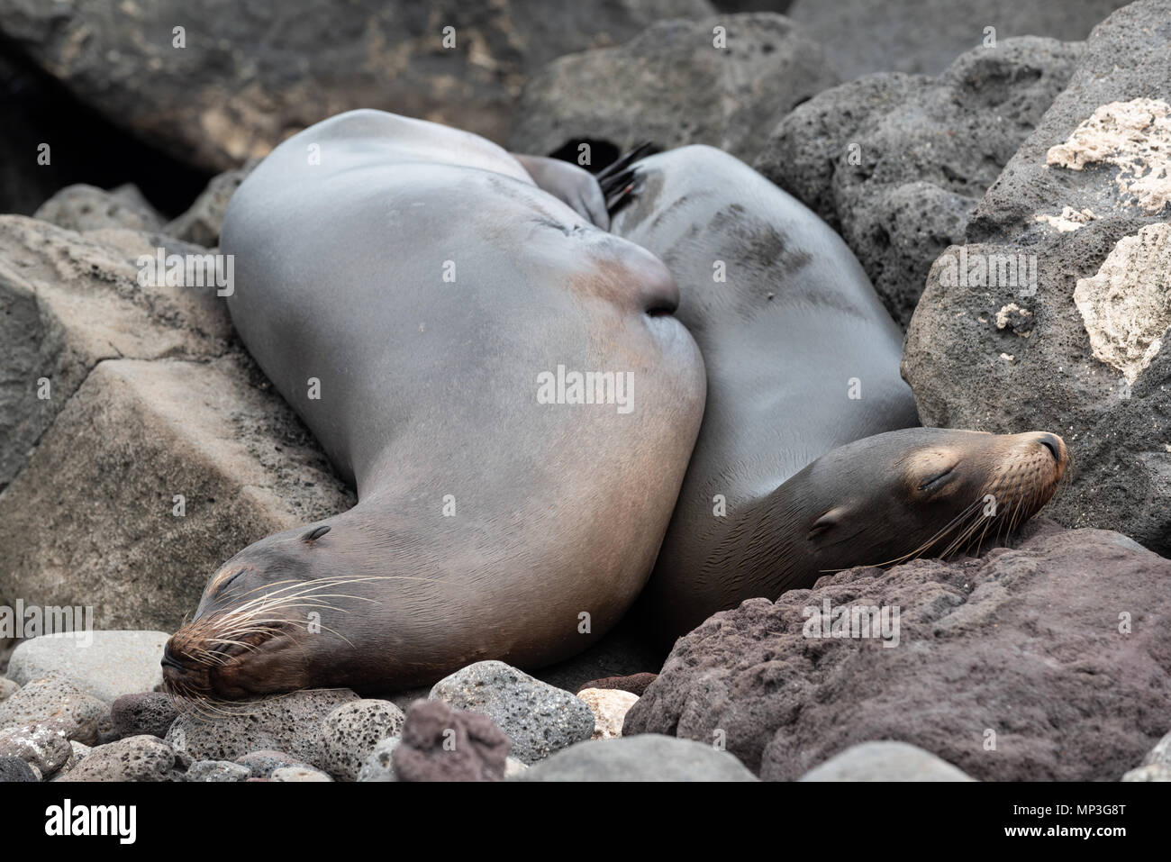 Sea lions nestled on the shore of San Cristobal Island, Galapagos Islands, Ecuador. Stock Photo