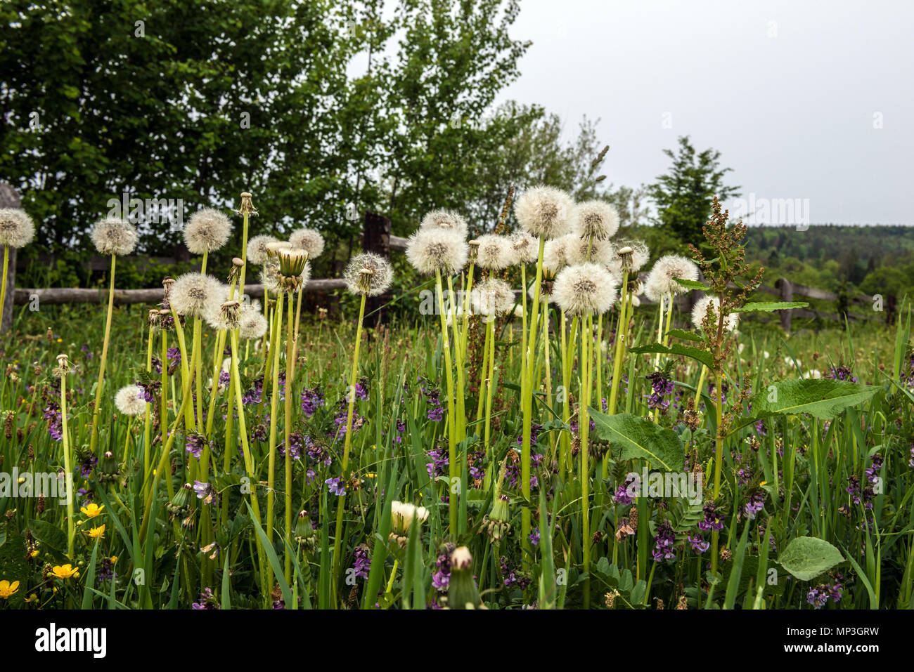 Beautiful summer landscape dandelions hi-res stock photography and ...