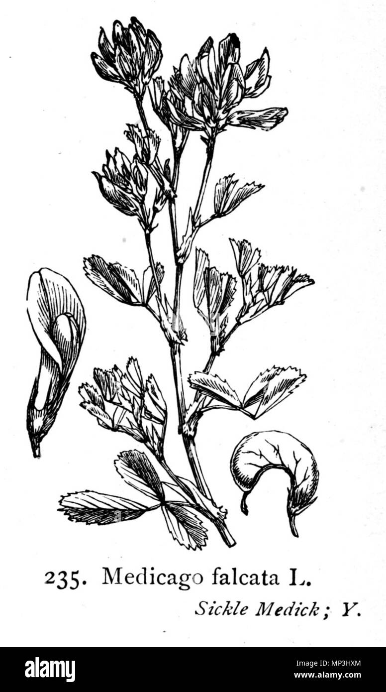 879 Medicago falcata—Illustrations of the British Flora (1924) Stock Photo