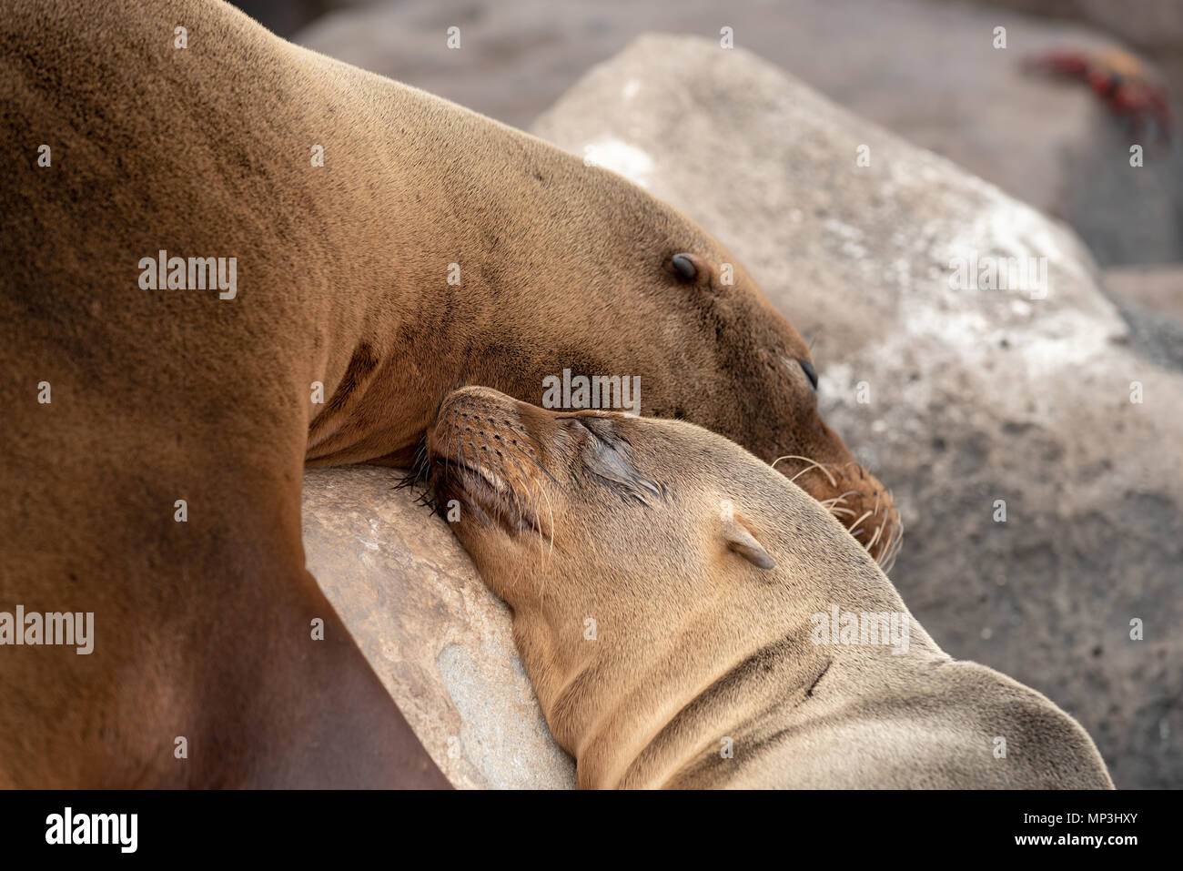 Sea lion mother and pup, San Cristobal Island, Galapagos Islands, Ecuador. Stock Photo