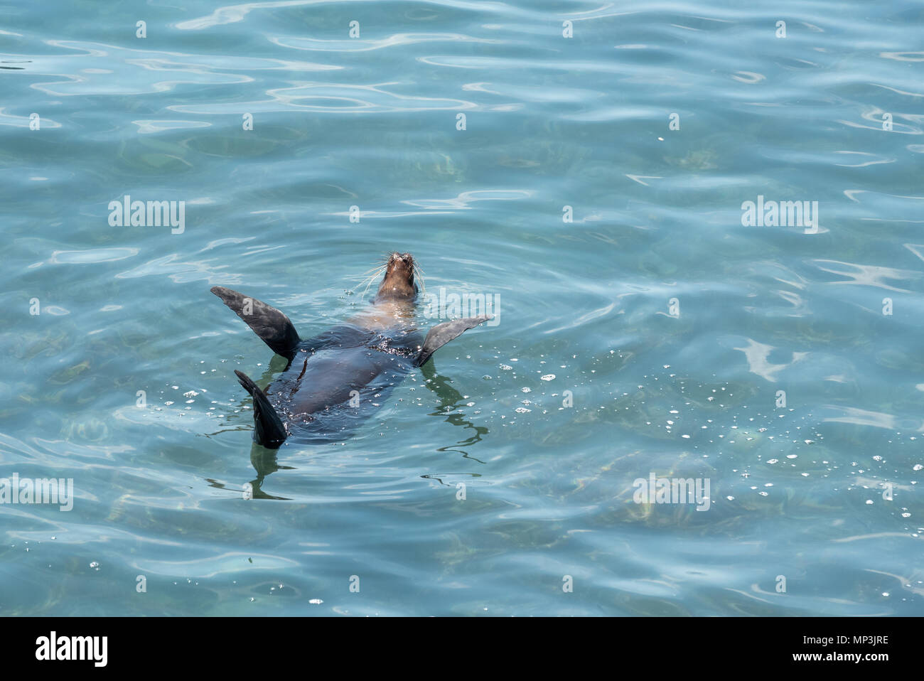 Sea lion floating on its back off the coast of San Cristobal Island, Galapagos Islands, Ecuador. Stock Photo