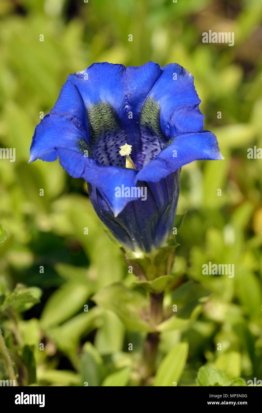 Trumpet or Stemless Gentian - Gentiana acaulis Blue Alpine Flower Stock Photo