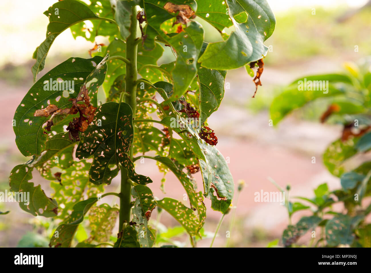 Avocado tree leaves covered with holes, young growing plant spot disease, Asuncion, Paraguay Stock Photo