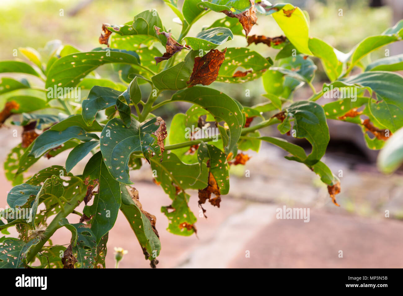 Avocado tree leaves covered with holes, young growing plant spot disease, Asuncion, Paraguay Stock Photo