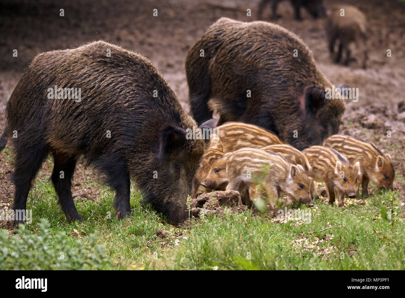 Wild hogs, sow and piglets rooting for food Stock Photo - Alamy