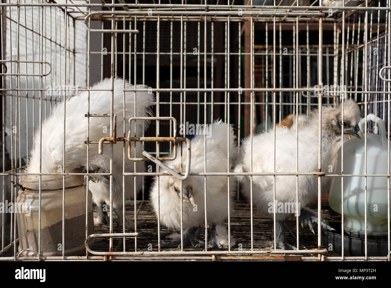 White chikens of special breed sitting in cage. Stock Photo