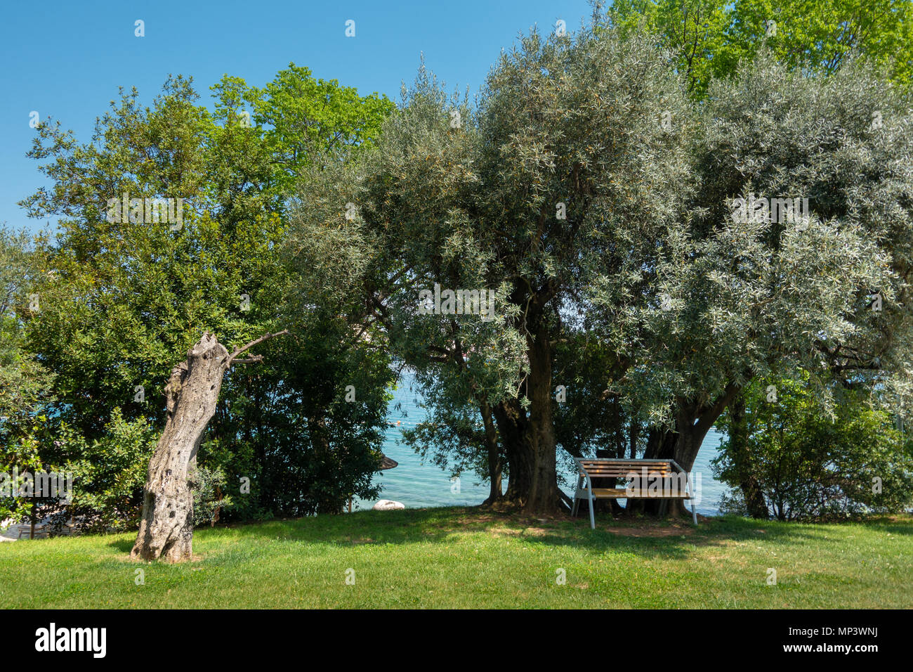 Olive trees as decoration in public park, mediterranean style, bench under olive tree Stock Photo