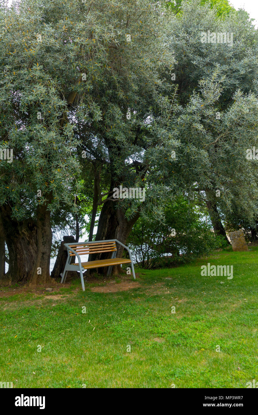 Olive trees as decoration in public park, mediterranean style, bench under olive tree Stock Photo