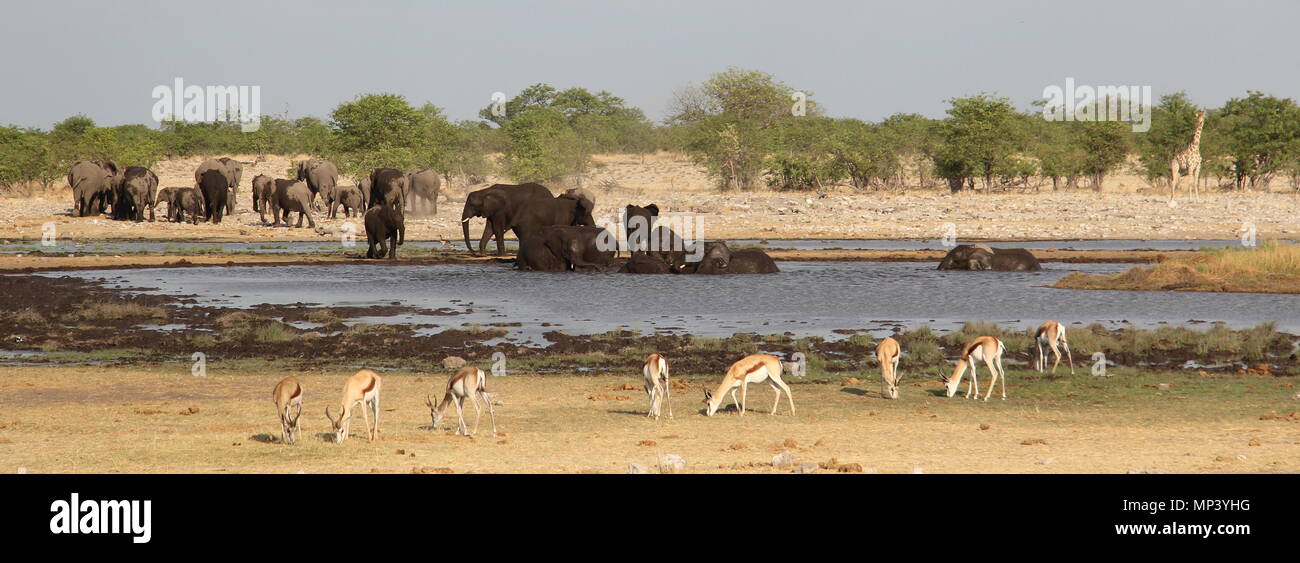 Elephants, giraffe and impalas around the waterhole Stock Photo