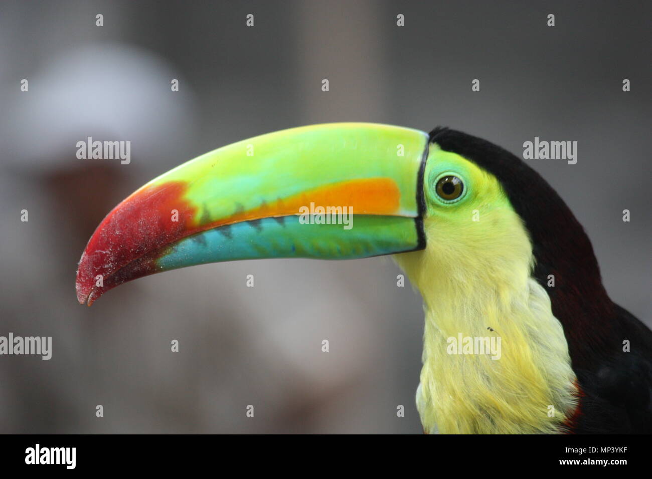 Closeup of colorful beak and head of a Toucan from Costa Rica Stock Photo