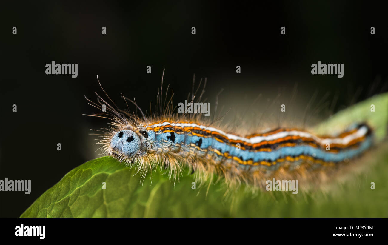 Cute lackey moth caterpillar close-up. Malacosoma neustria. Beautiful hairy larva. Insect with color stripes. Plant pest, green leaf, black background. Stock Photo