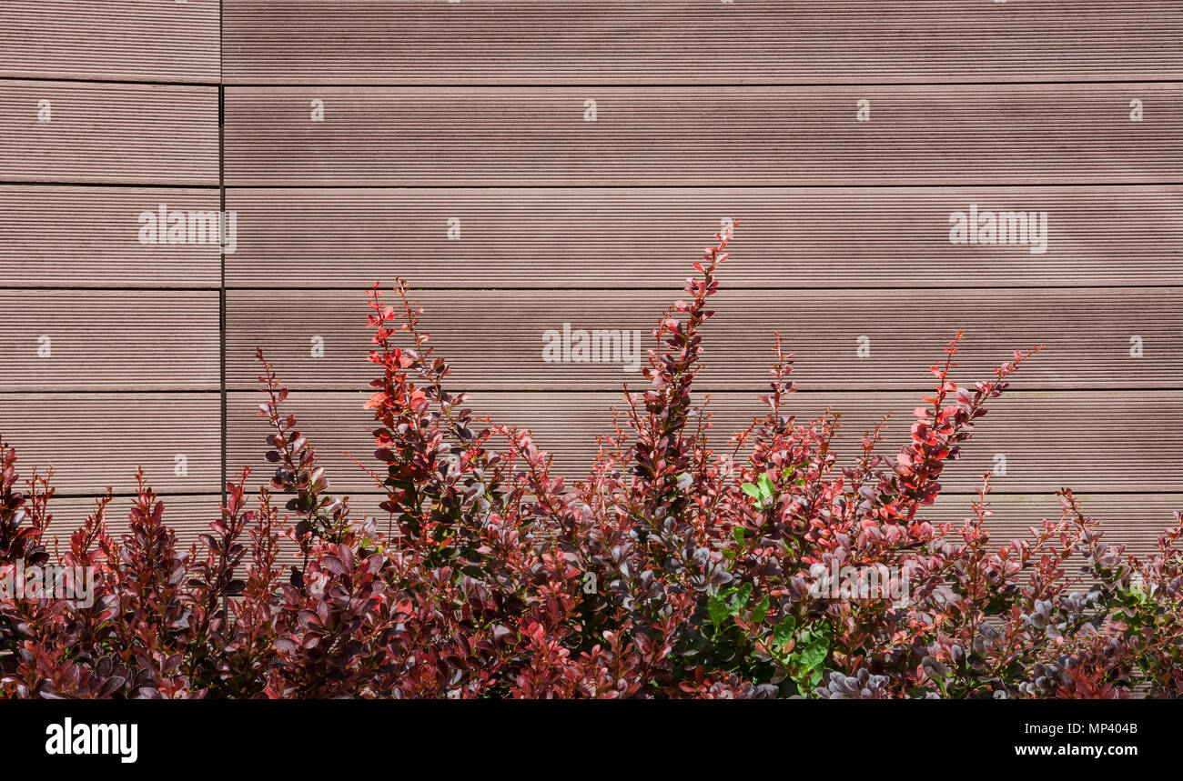 Red striped wall and ornamental shrub. Beautiful background from a