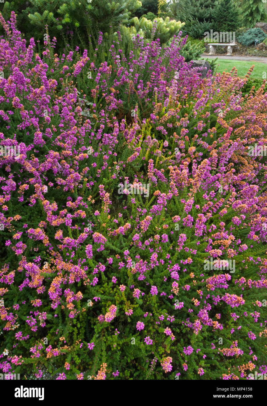 ERICA CINEREA - TWISTED HEATH 'PURPLE BELL' Stock Photo