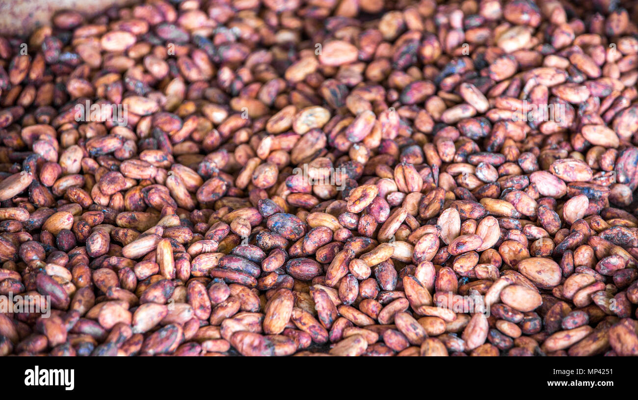 Cocoa Beans in Bin Stock Photo Alamy