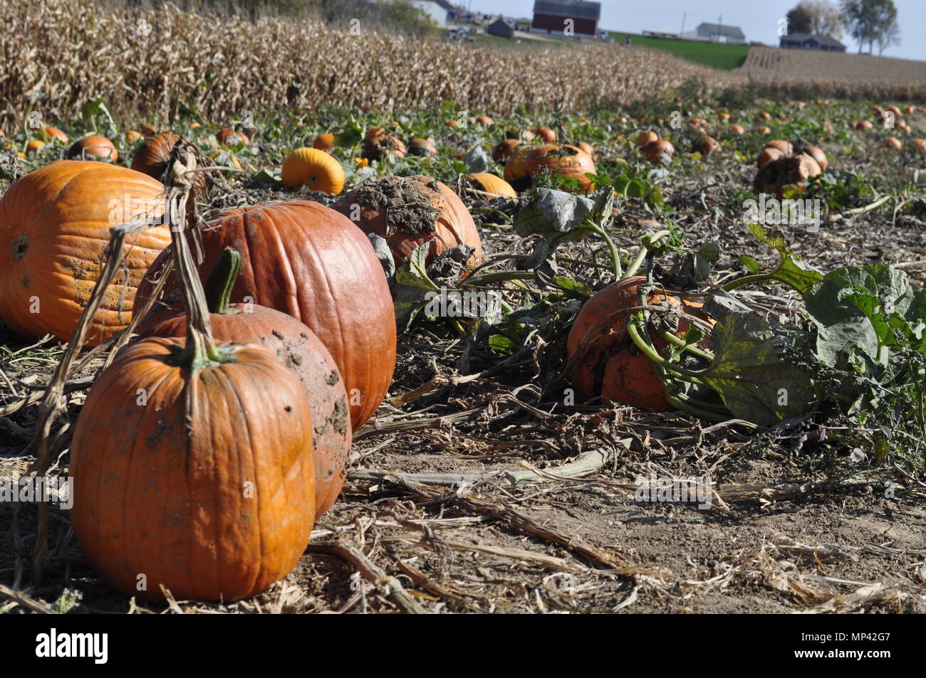 Fall pumpkin patch in the Midwest Stock Photo Alamy
